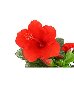 Zimmerhibiskus - Hibiscus Rosa-sinensis, Verschiedene Sorten -Gartengerätegeschäft 8595241 PR DE 001 HibiscusMixBuschT17DehnerExpressHerzig