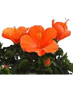 Zimmerhibiskus - Hibiscus Rosa-sinensis, Verschiedene Sorten -Gartengerätegeschäft 8595241 WE DE 001 HibiskusHibiscusBuschT17DehnerExpressHerzig