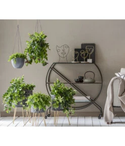 Schamblume - Aeschynanthus Japhrolepis -Gartengerätegeschäft 8635377 WE MO 001 AeschynanthusAmpel2021GC15