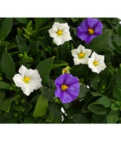 Enzianstrauch-Duo, Stämmchen -Gartengerätegeschäft 8649691 PR DE 001 SolanumRantonettiStammT17TwinDehnerExpressHerzig