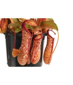 Kannenpflanze - Nepenthes 'Miranda' -Gartengerätegeschäft 8686578 WE DE 001 NepenthesMirandaT15