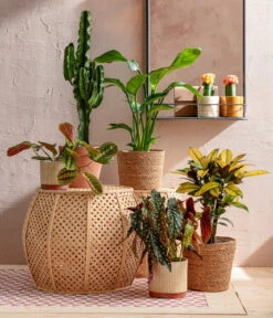 Abessinische Wolfsmilch - Euphorbia Abyssinica -Gartengerätegeschäft 8698805 WE MO 001 AutumnSunrise