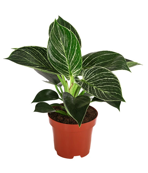 Baumfreund - Philodendron 'White Wave' 1 Baumfreund - Philodendron 'White Wave'