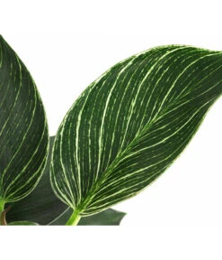 Baumfreund - Philodendron 'White Wave' 5 Baumfreund - Philodendron 'White Wave' -Gartengerätegeschäft 8713406 WE DE 002 PhilodendronWhiteWaveT12