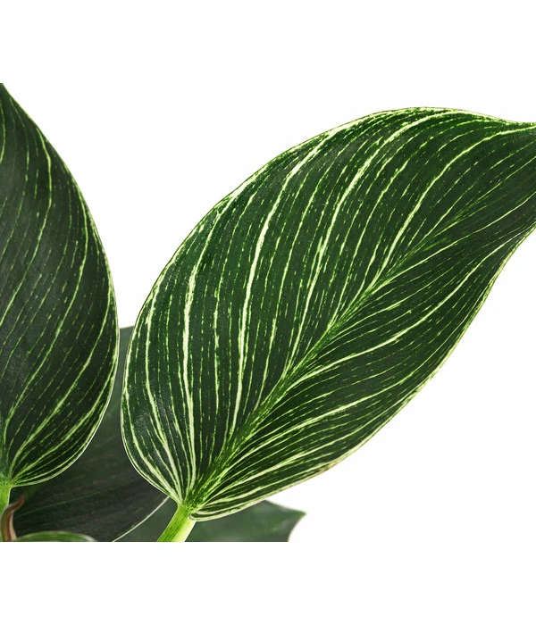 Baumfreund - Philodendron 'White Wave' 3 Baumfreund - Philodendron 'White Wave' – Bild 3