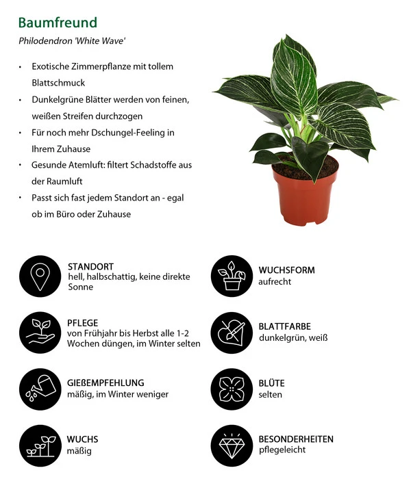 Baumfreund - Philodendron 'White Wave' 2 Baumfreund - Philodendron 'White Wave' – Bild 2