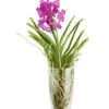 Orchidee - Vanda Cultivars 'Vanda', Im Glas