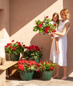 Dehner Keramik-Topf Elite -Gartengerätegeschäft 8813008 6705461 6705479 6705487 WE MO 001 GeranieRubinHeissesRot