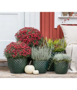 Dehner Keramik-Topf Elite -Gartengerätegeschäft 8815763 WE MO 001 KnospenheideCallunaFluffyT11