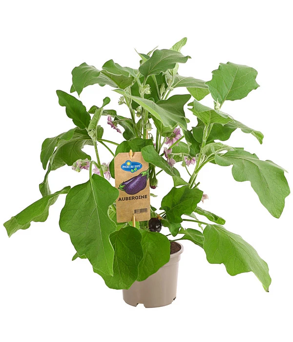 Pick-&-Joy® Aubergine Mit Früchten 1 Pick-&-Joy® Aubergine Mit Früchten