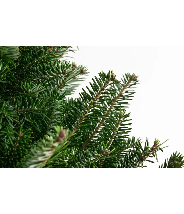 Fraser-Tanne, Ca. 175-200 Cm, Gesägt 2 Fraser-Tanne, Ca. 175-200 Cm, Gesägt – Bild 2