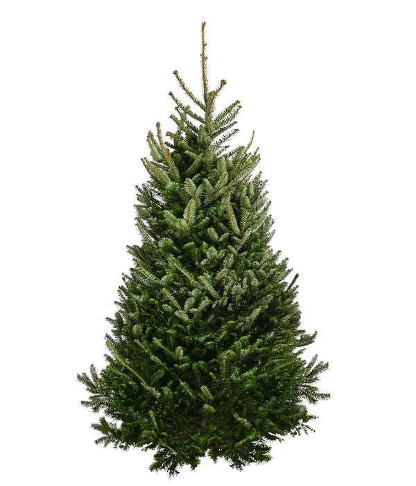 Fraser-Tanne, Ca. 175-200 Cm, Gesägt 1 Fraser-Tanne, Ca. 175-200 Cm, Gesägt