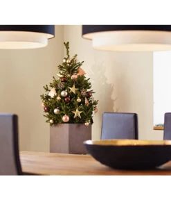 Weihnachtsbaum - Zwerg-Fichte 'Little Santa®' -Gartengerätegeschäft 8997280 PR MO 002 PiceaLittleSanta5L