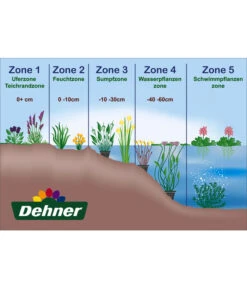 Dehner Japanorchidee - Gartenorchidee -Gartengerätegeschäft WE DE 001 Teichzonen Wasserpflanzen Schild